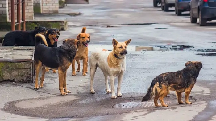 Osmaniye Barınağı'nda Kan Donduran Görüntüler!